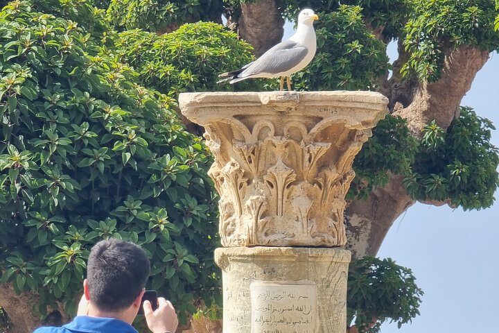 Tipaza and Cherchell Tour