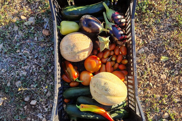 From farm to table : Cooking class on island Brac