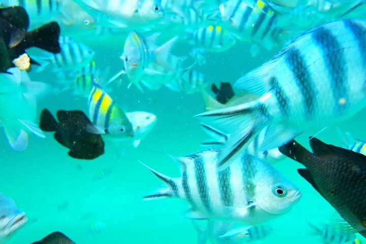 A Half Day Private Dolphins And Snorkeling Tour To Mnemba Island