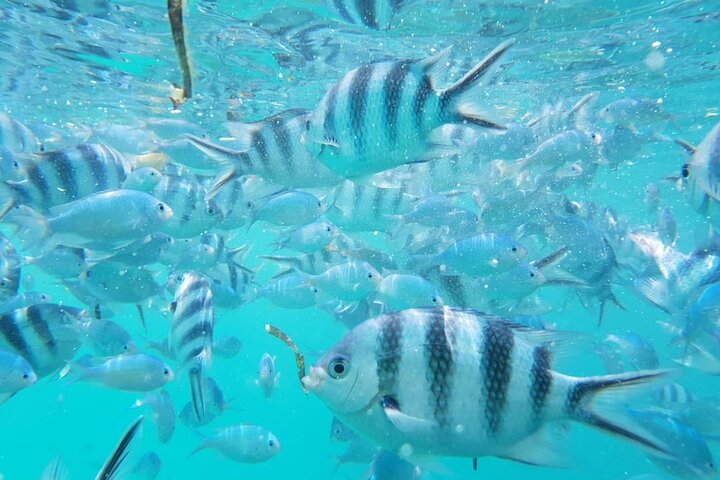 A Half Day Private Dolphins And Snorkeling Tour To Mnemba Island