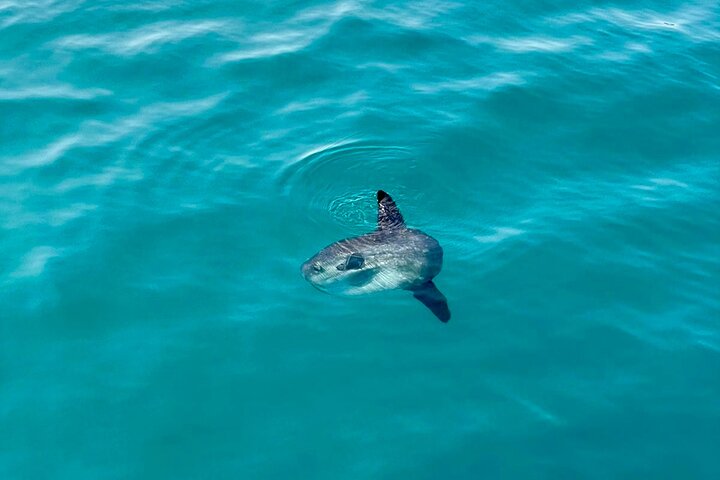 Boat Tour with Snorkeling, Slide, Lunch and Pick Up