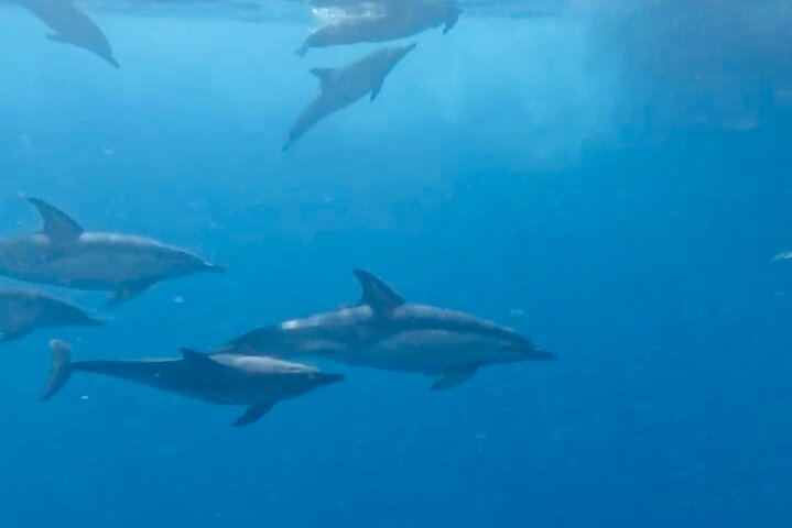Boat Tour with Snorkeling, Slide, Lunch and Pick Up