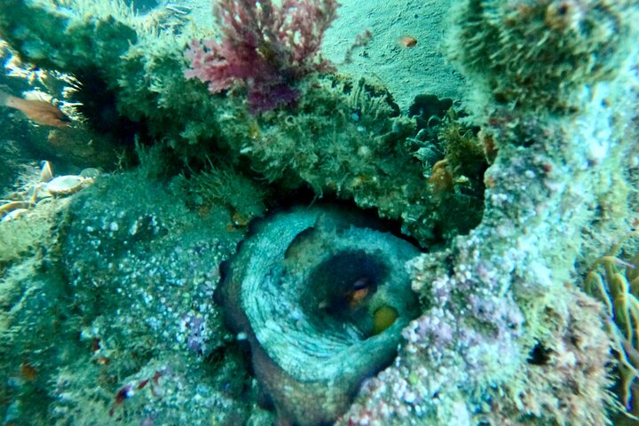 Boat Tour with Snorkeling, Slide, Lunch and Pick Up