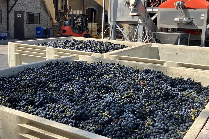 Best Private Wine Tour of Napa and Sonoma: Up to 8 People