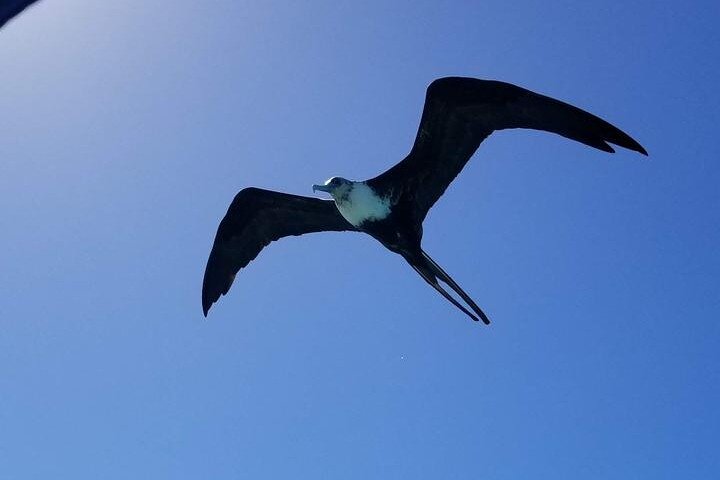 Full-Day Snorkel at Hol Chan, Shark Ray & More; San Pedro Belize