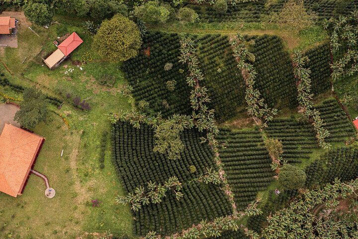 Coffee Tour and Jeep Tour at Finca Mariposa in Jardin