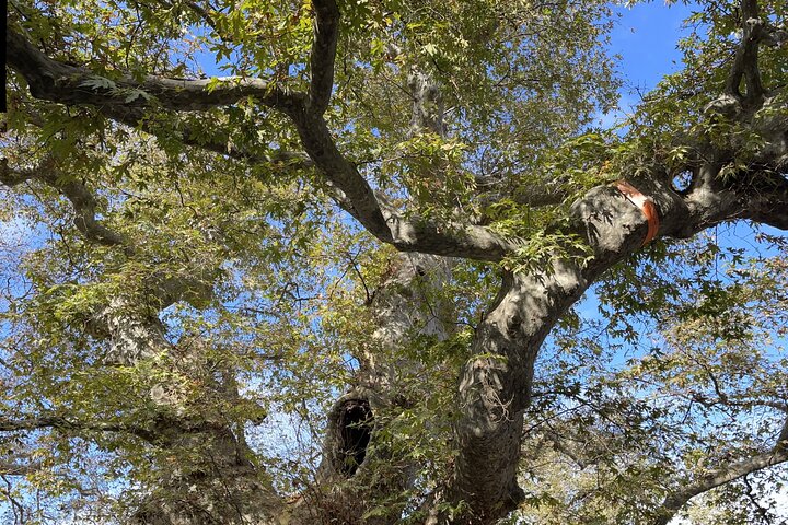 PRIVATE-Knossos Palace-Zeus Cave-Olive Oil Tasting-Old Villages