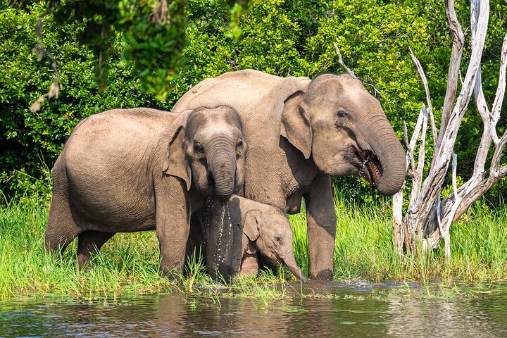 Wasgamuwa National Park Safari | Jeep with Tickets