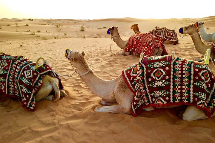 Full Day Desert Safari in Qatar with Lunch/Dinner by sea side