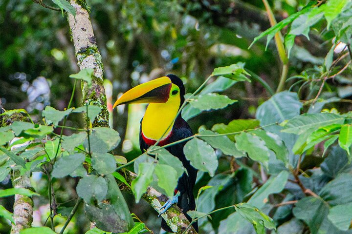 Rio Celeste, Sloth Watching & Waterfall Rainforest Experience