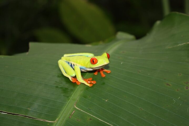 Rio Celeste, Sloth Watching & Waterfall Rainforest Experience