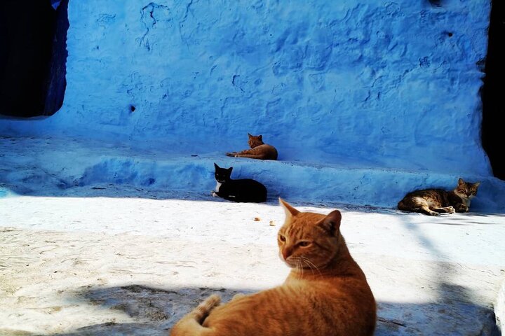 Explore chefchaouen like a local