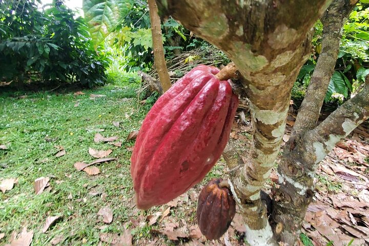 Traditional Chocolate Making in Belize