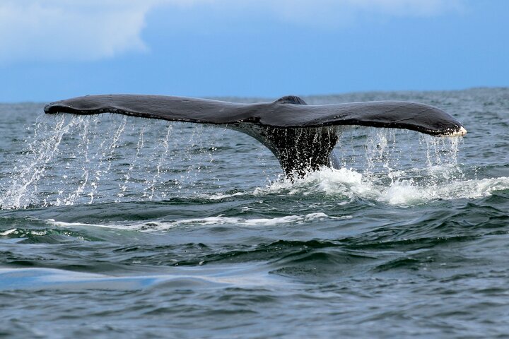 Bahía Málaga: Humpback Whale Watching in Cali - Colombia