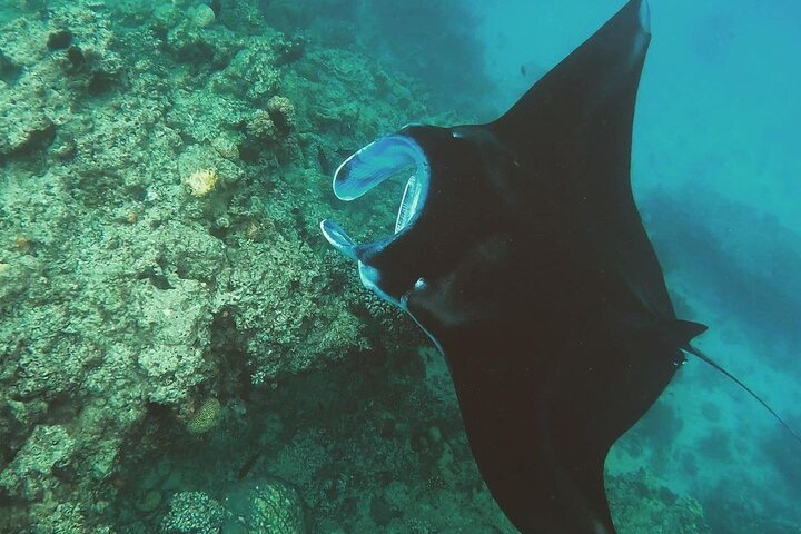 Snorkeling In Nusa Penida Island With Manta Ray From Bali