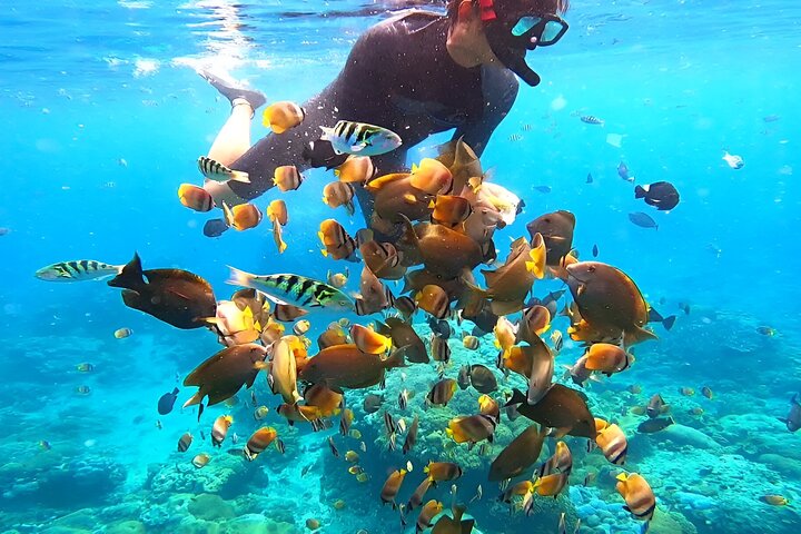 Snorkeling In Nusa Penida Island With Manta Ray From Bali