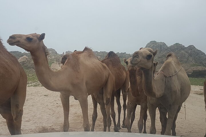 West Salalah Tour - Caribbean of Orient - Fazayah Beach with City