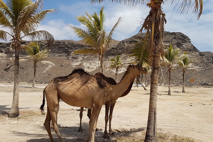 West Salalah Tour - Caribbean of Orient - Fazayah Beach with City
