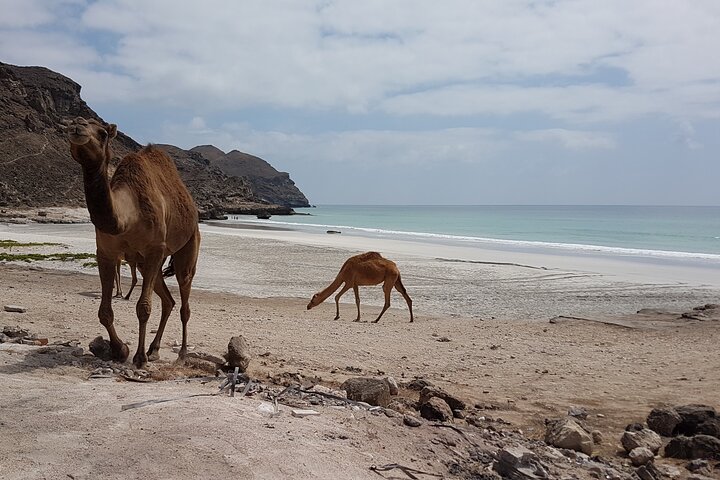 West Salalah Tour - Caribbean of Orient - Fazayah Beach with City