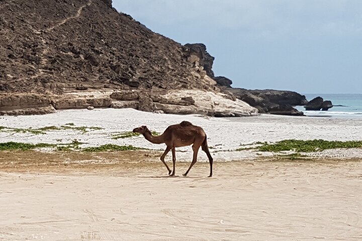 West Salalah Tour - Caribbean of Orient - Fazayah Beach with City