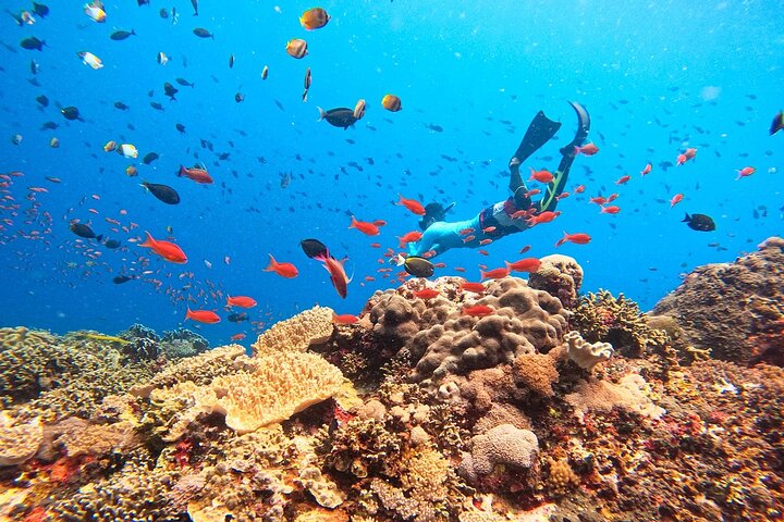 Swim with Manta Rays: Snorkeling Day Trip from Bali