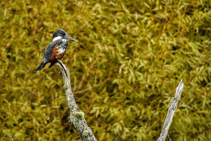 Llanquihue Lake Tour