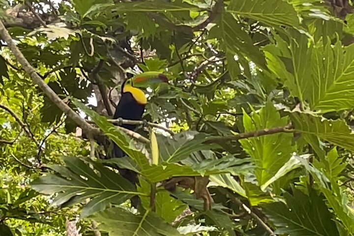Puerto Viejo Sloth Jungle and River Kayaking Tour