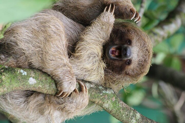 Rio Celeste, Sloth Watching & Waterfall Rainforest Experience