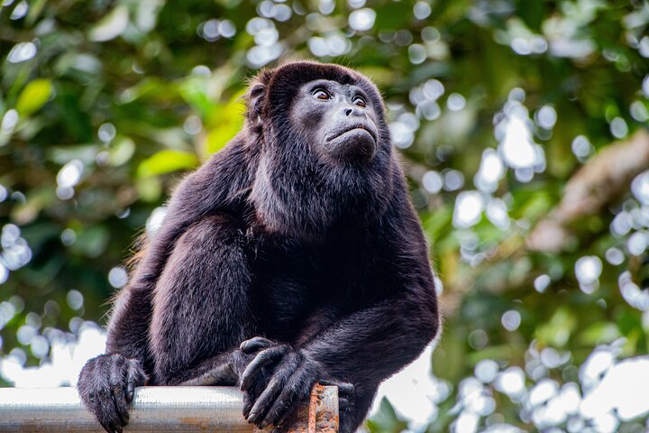Sloth Watching , Coffee, Chocolate & waterfall Experience