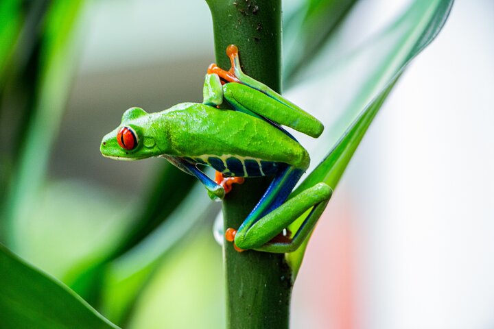 Rio Celeste, Sloth Watching & Waterfall Rainforest Experience