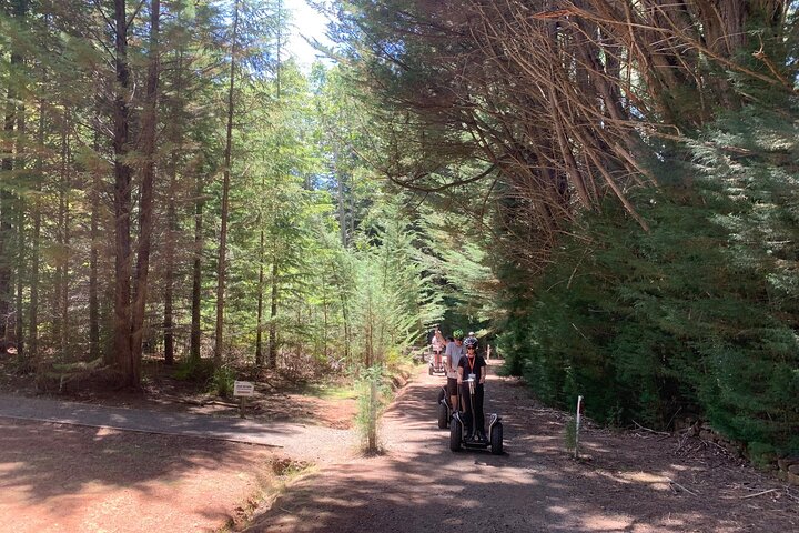 Launceston: Hollybank Treetops Adventures - Segway Tour