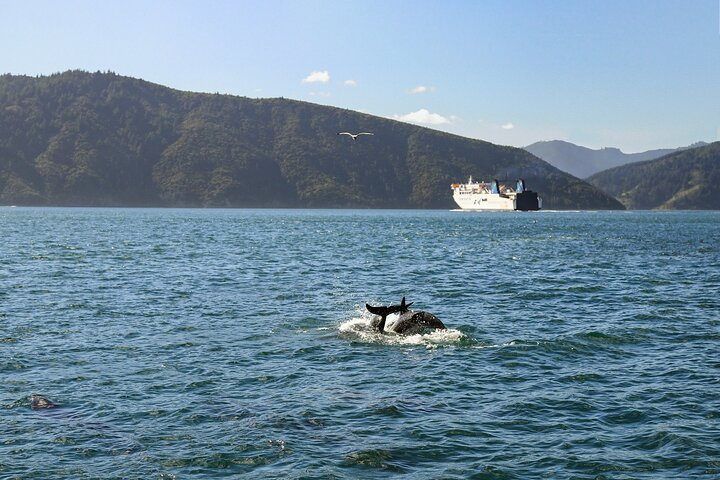 InterIslander Ferry - Picton to Wellington