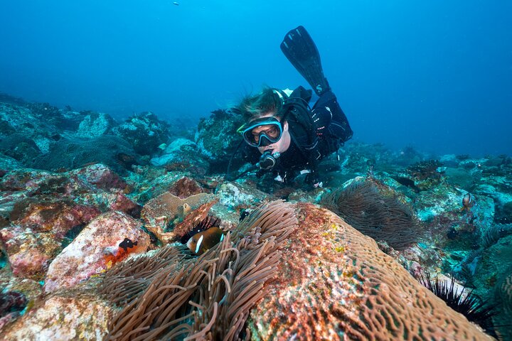 Double Dive to South Solitary Island Coffs Harbour