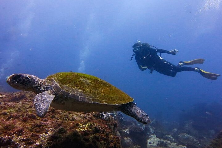 Double Dive to South Solitary Island Coffs Harbour
