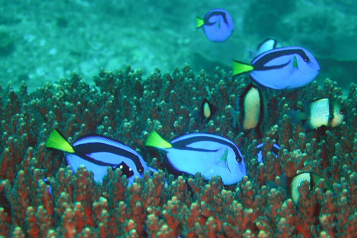 Double Dive to South Solitary Island Coffs Harbour