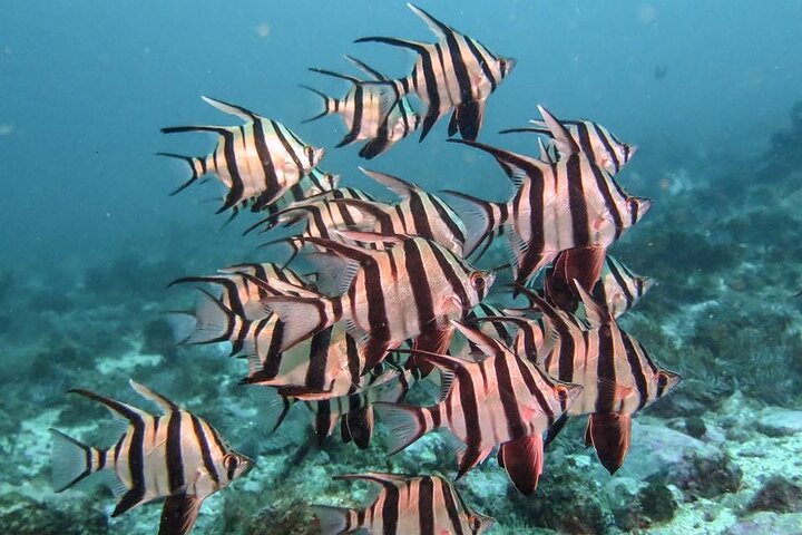 Double Dive to South Solitary Island Coffs Harbour