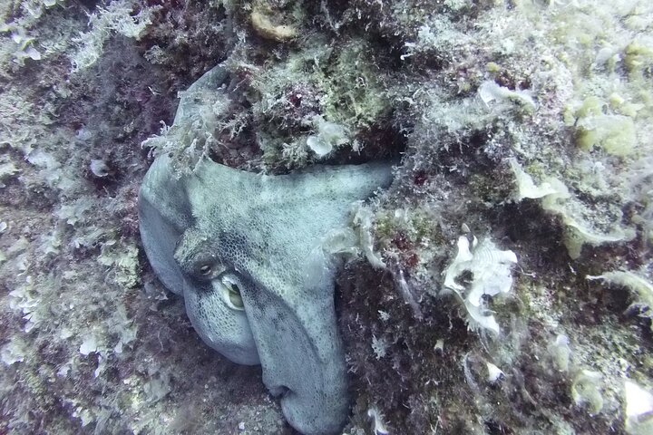 Discover SCUBA Diving with Pissouri Bay Divers