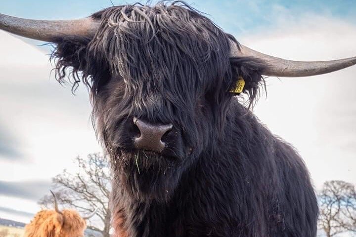 Cawdor Castle, Inverness, Culloden, Outlander and Loch Ness Tour