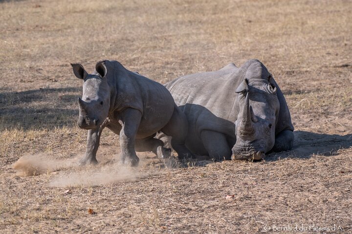 Game Drive Plus White Rhino Short Walk