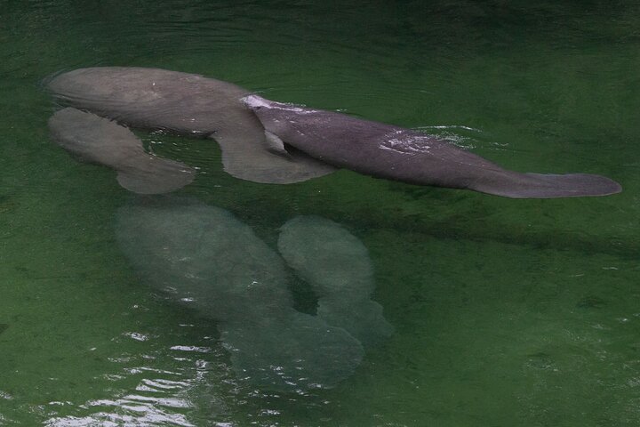 St. Johns River Cruise - Blue Spring State Park