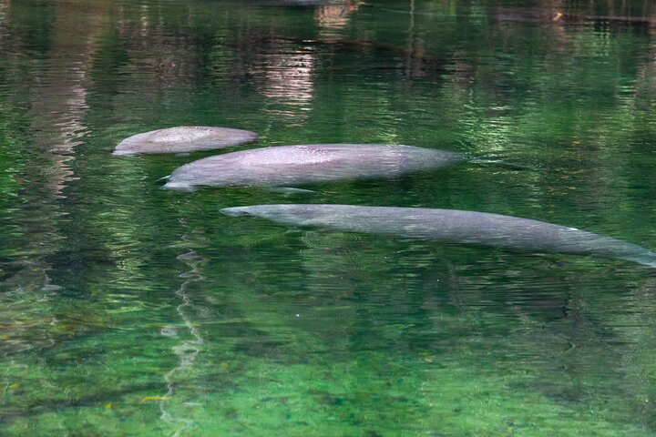 St. Johns River Cruise - Blue Spring State Park
