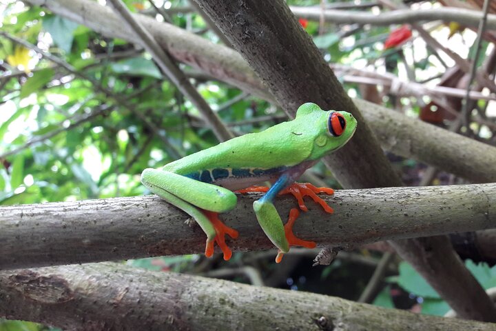 Mombacho Adventure Hiking Trails and Zipline Tour
