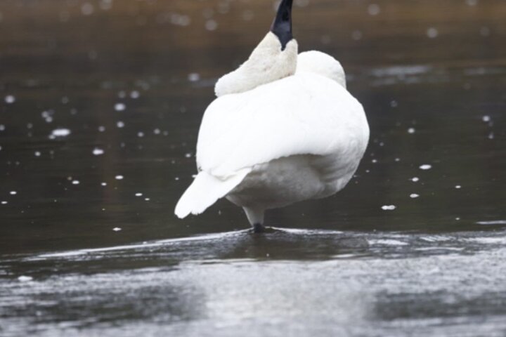 Private Yellowstone Lower Loop Sites & Wildlife Tour from Bozeman