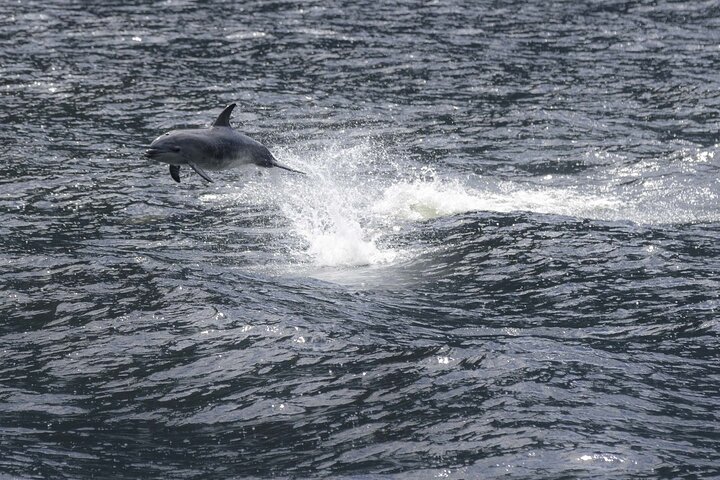 Premium Milford Sound Cruise Including Lunch