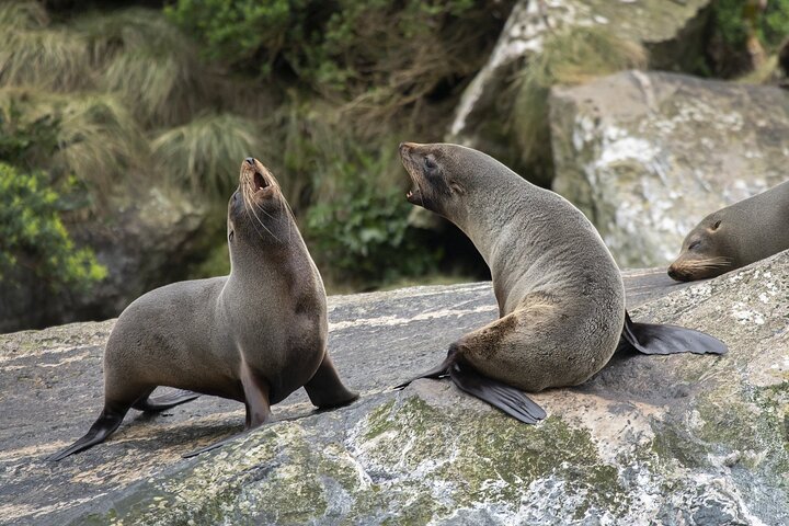 Premium Milford Sound Cruise Including Lunch