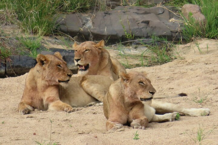 Kruger National Park - Private full day Safari trip.