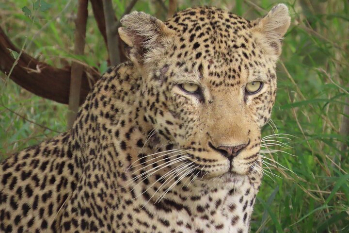 Kruger National Park - Private full day Safari trip.