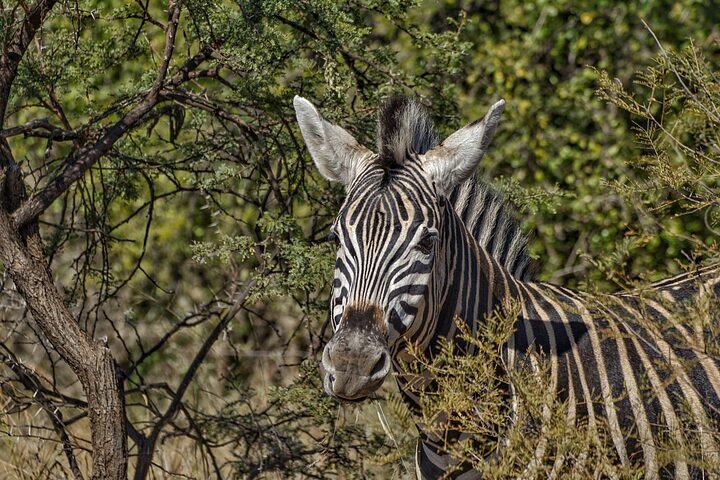 Full-Day Shared Kruger National Park Safari from Hoedspruit