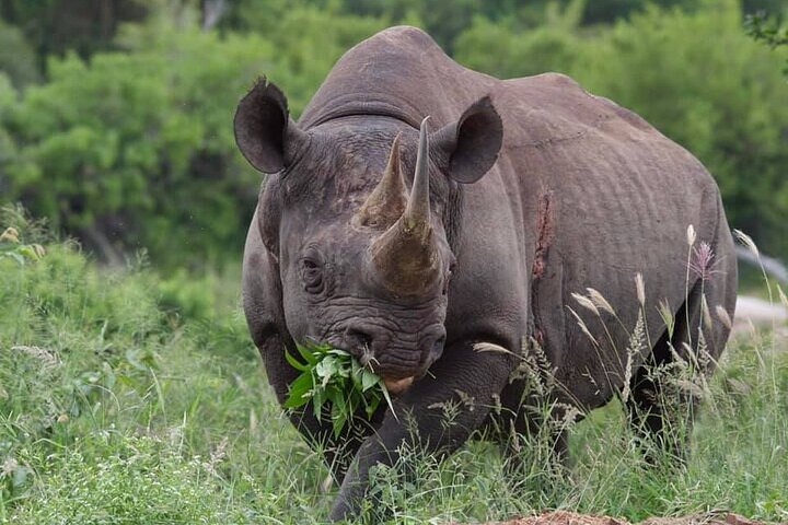 Full-Day Shared Kruger National Park Safari from Hoedspruit