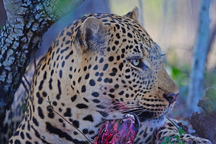 Full-Day Shared Kruger National Park Safari from Hoedspruit
